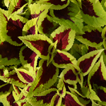 Coleus Fireball